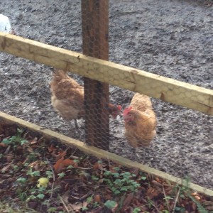 hens